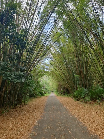 在白天绿树之间的通路
